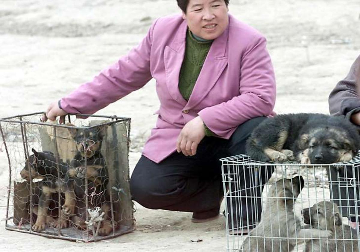 Chinese woman saves 100 dogs from meat eating festival by paying $1000