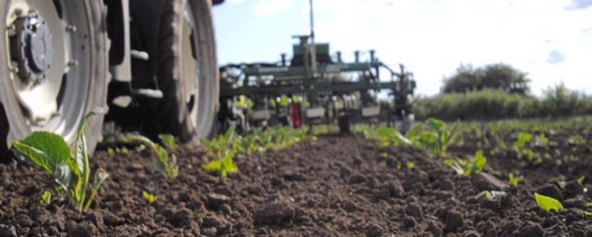 Organic options to fight weeds with chemical-free weapons
