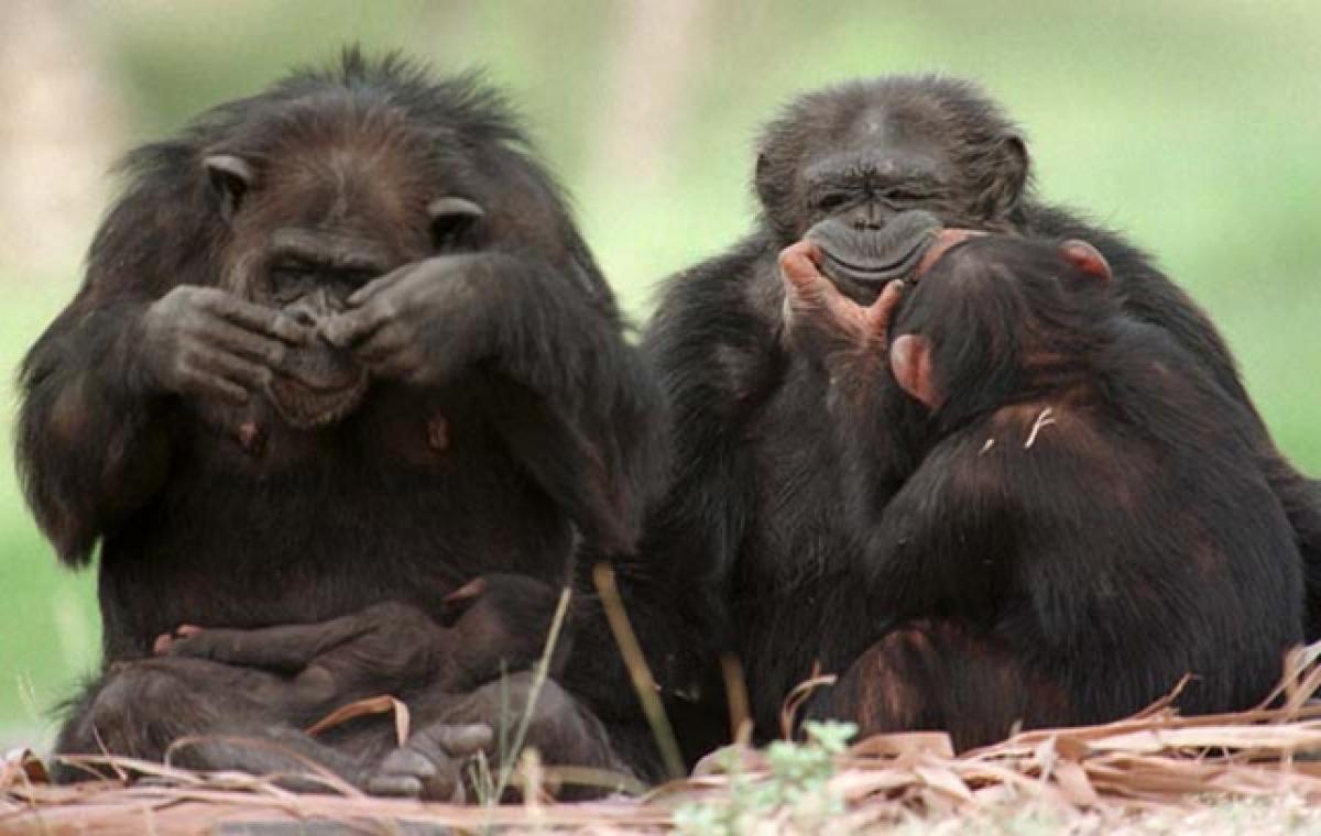 Chimps use facial expressions to communicate
