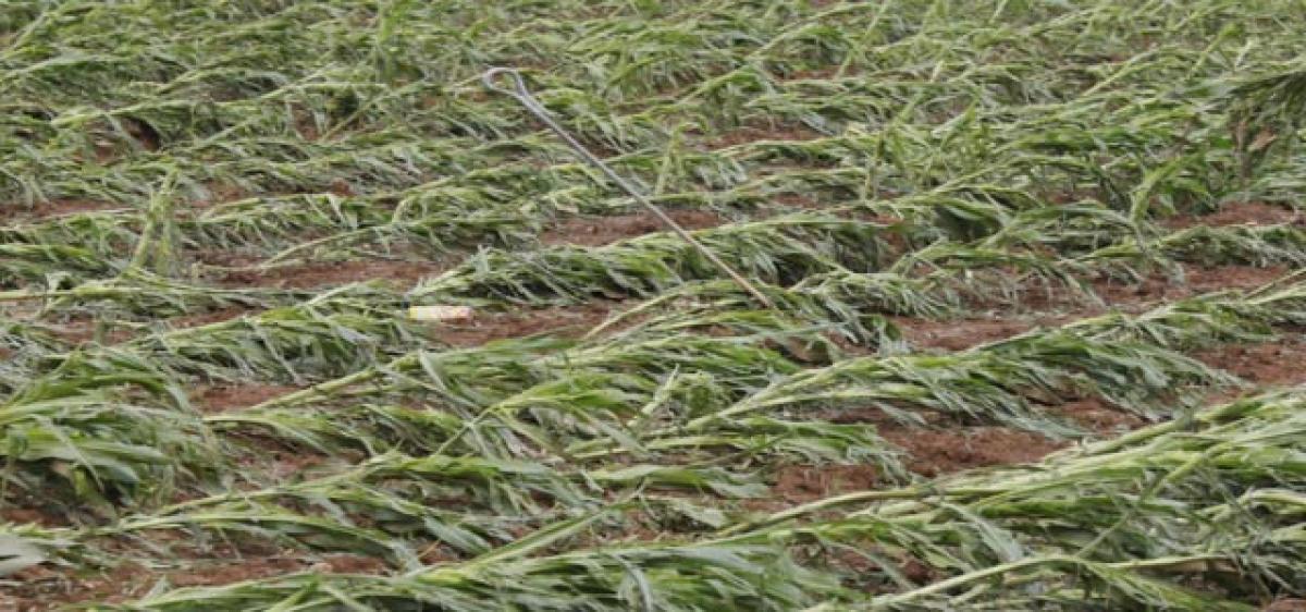 TRS MP seeks relief for hailstorm-hit farmers