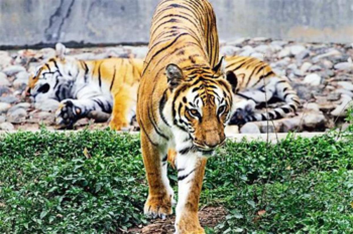Tiger poaching has come down, says environment minister