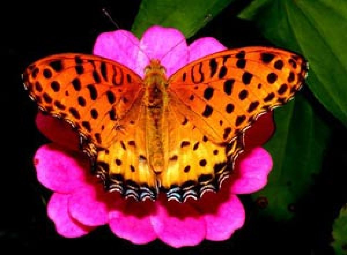 First-ever census of butterflies in India