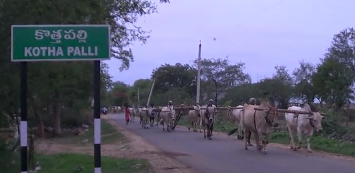 Ongole bulls need a vet hospital urgently