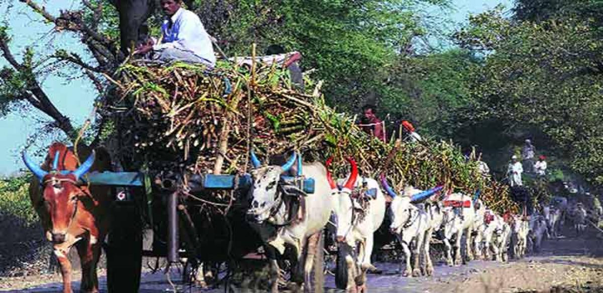 Sugarcane farmers feel bitter