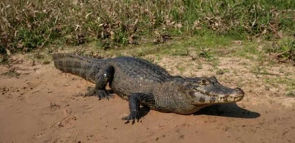 Australians urge to cull crocodiles