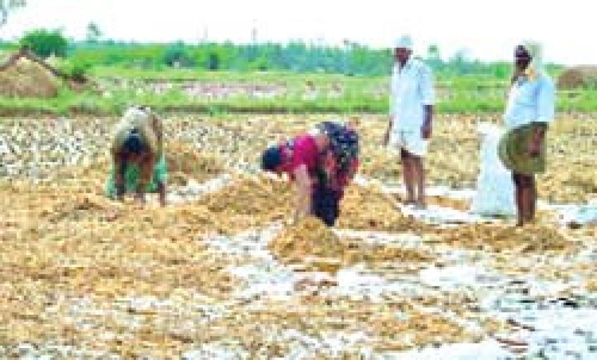 AP issues GO to purchase paddy damaged in cyclone