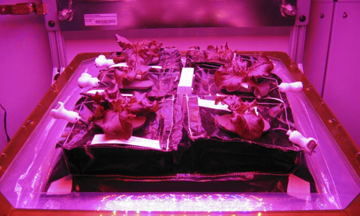 NASA plants lettuce in space