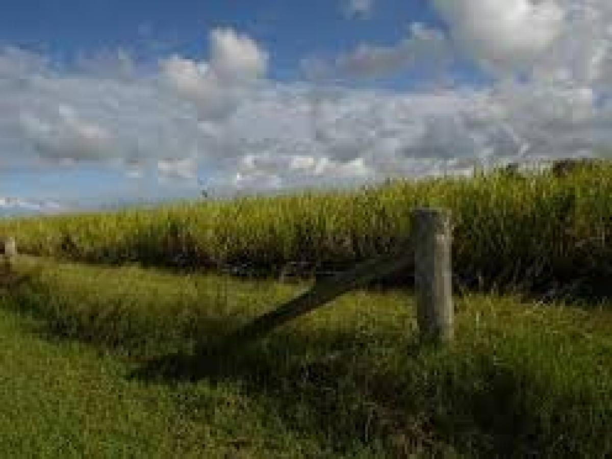 Indian origin scientists make aviation biofuel from sugarcane possible