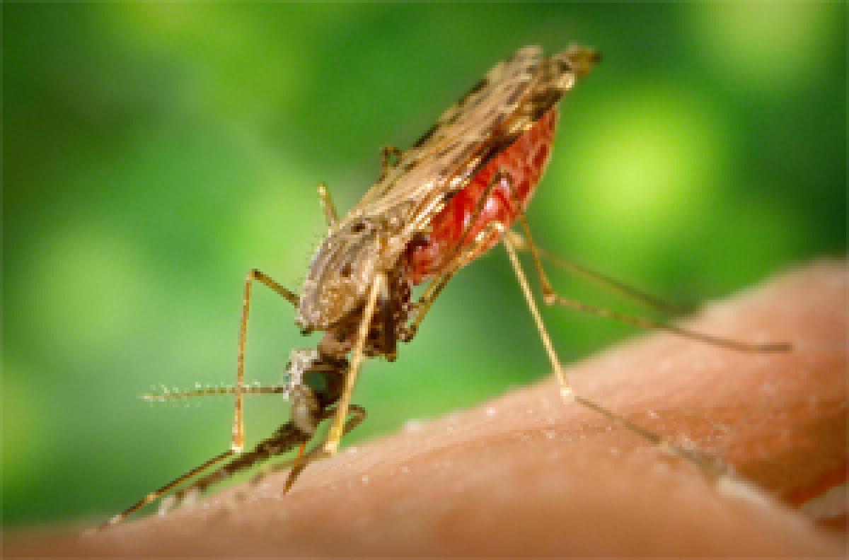 Mosquitoes can sniff blood from across the room before attack