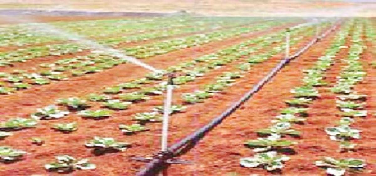 Govt brings 10K ha under drip irrigation