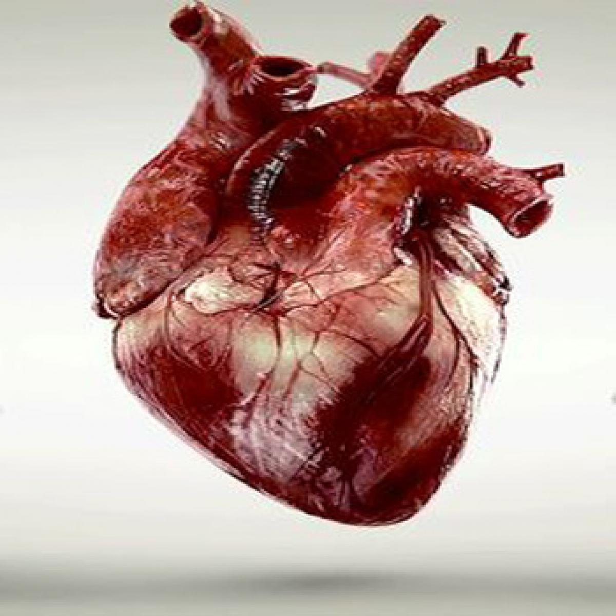 3D heart, liver tissues that function like real organs