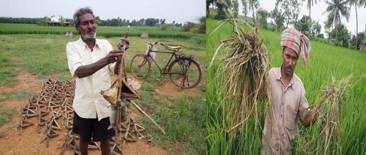 Rodents eating into farmers’ earnings