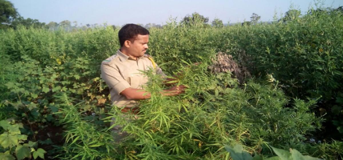 Ganja cultivation, trade thriving in 4 Telangana districts