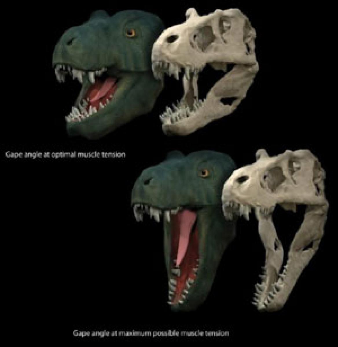 How jaws influenced dinosaurs diets