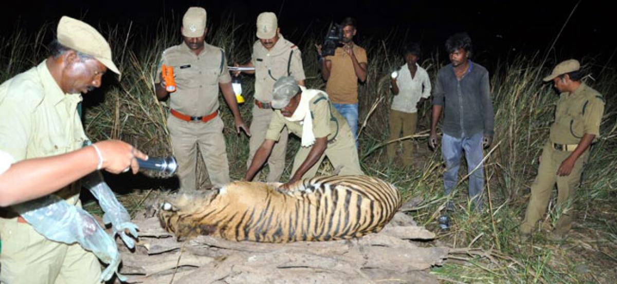 DFO confirms death of tiger in Nallamala