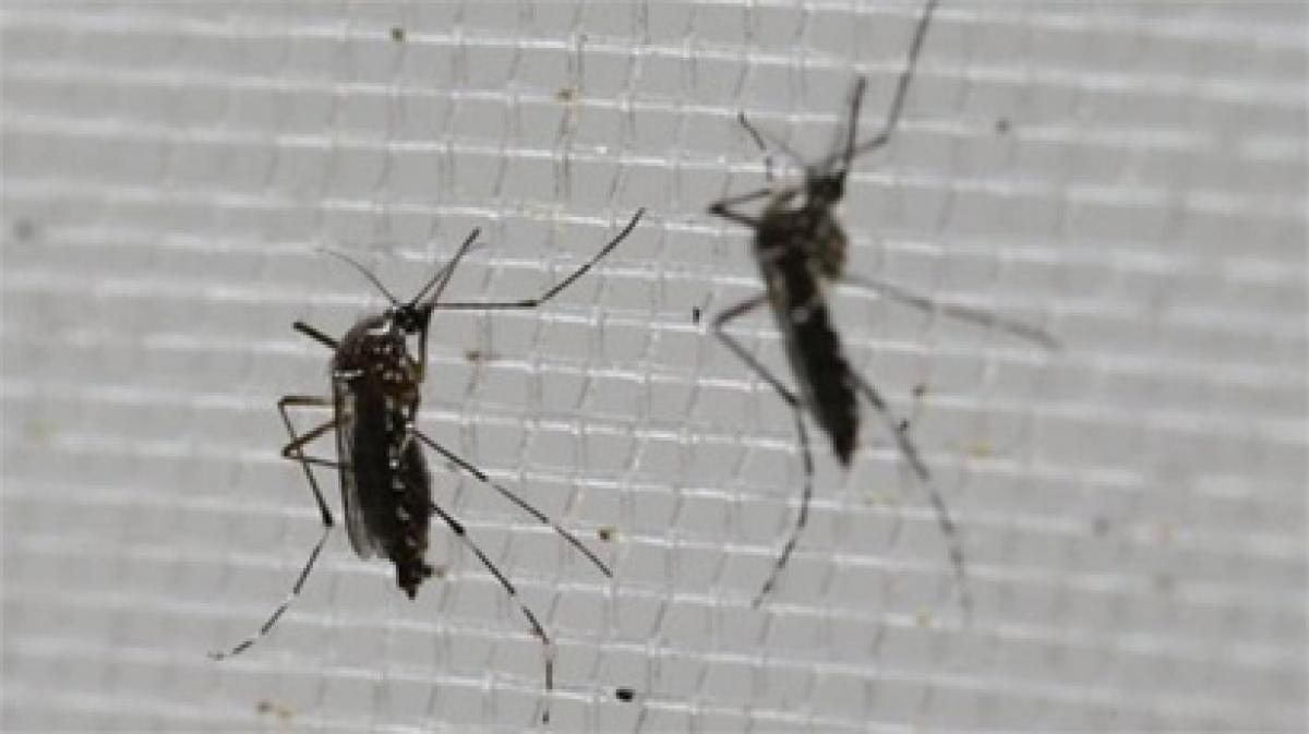 First European case of Zika-infected pregnant woman reported in Spain