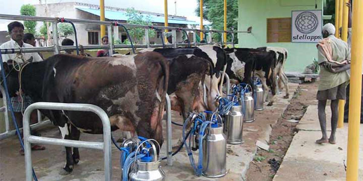 Telangana State may opt new livestock farming concept