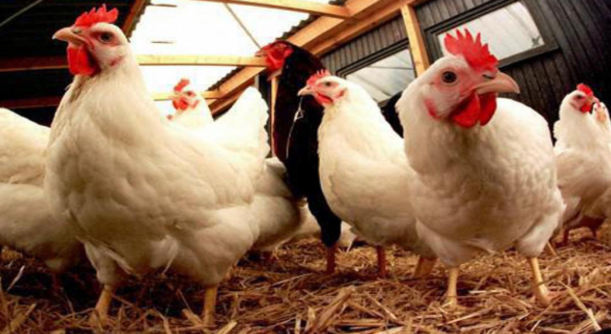 Demonetisation hits Chicken sales