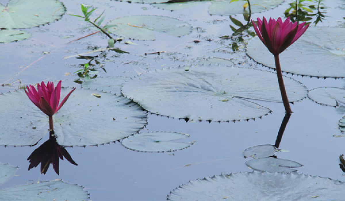 Dry spell fails to deter lotus bloom in Sri Venkateswara University