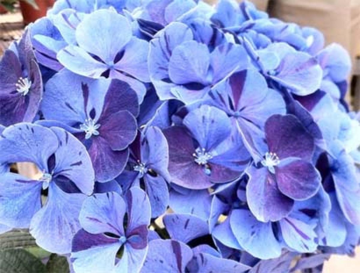 Bloom in blues!! No matter what..!