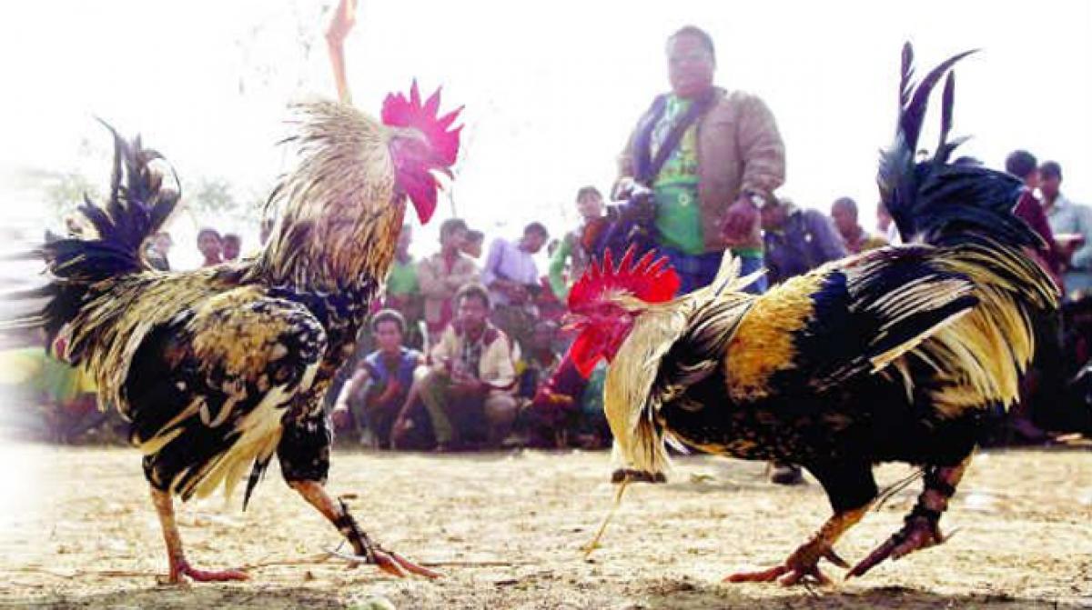 High Court to AP, Telangana: No more cockfights during Sankranti festival