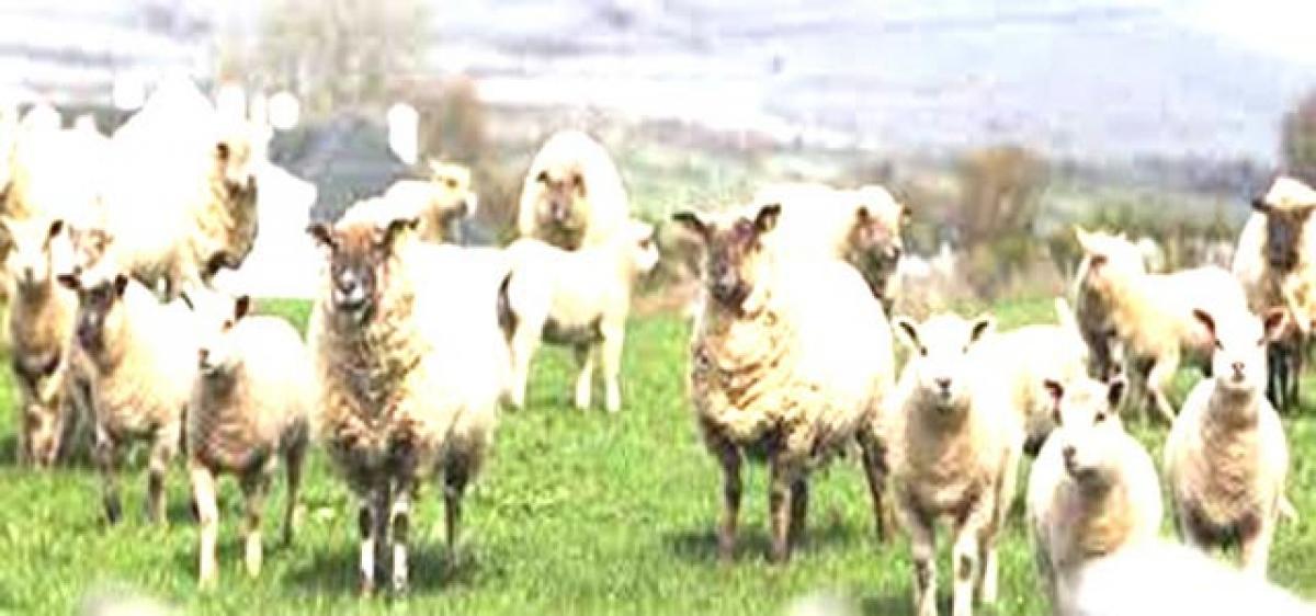 NCDC okays 5,000 cr loan for sheep-rearing scheme
