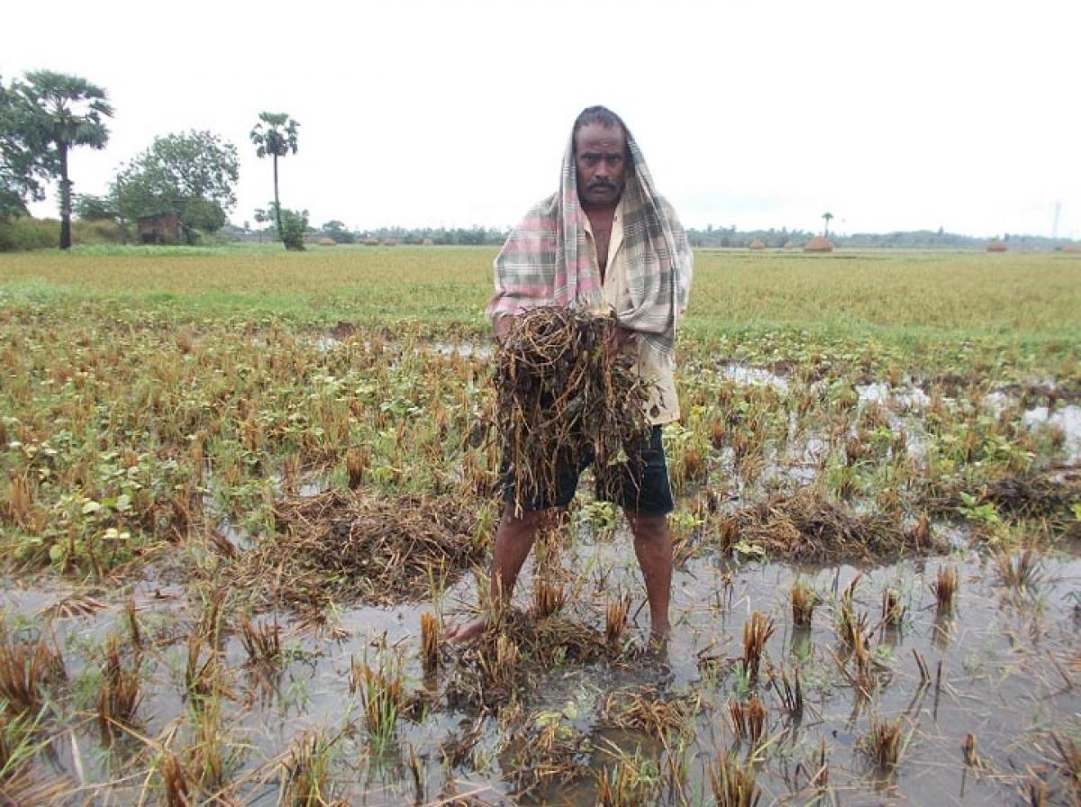 Roane rage: 15,000 hectares crop damaged