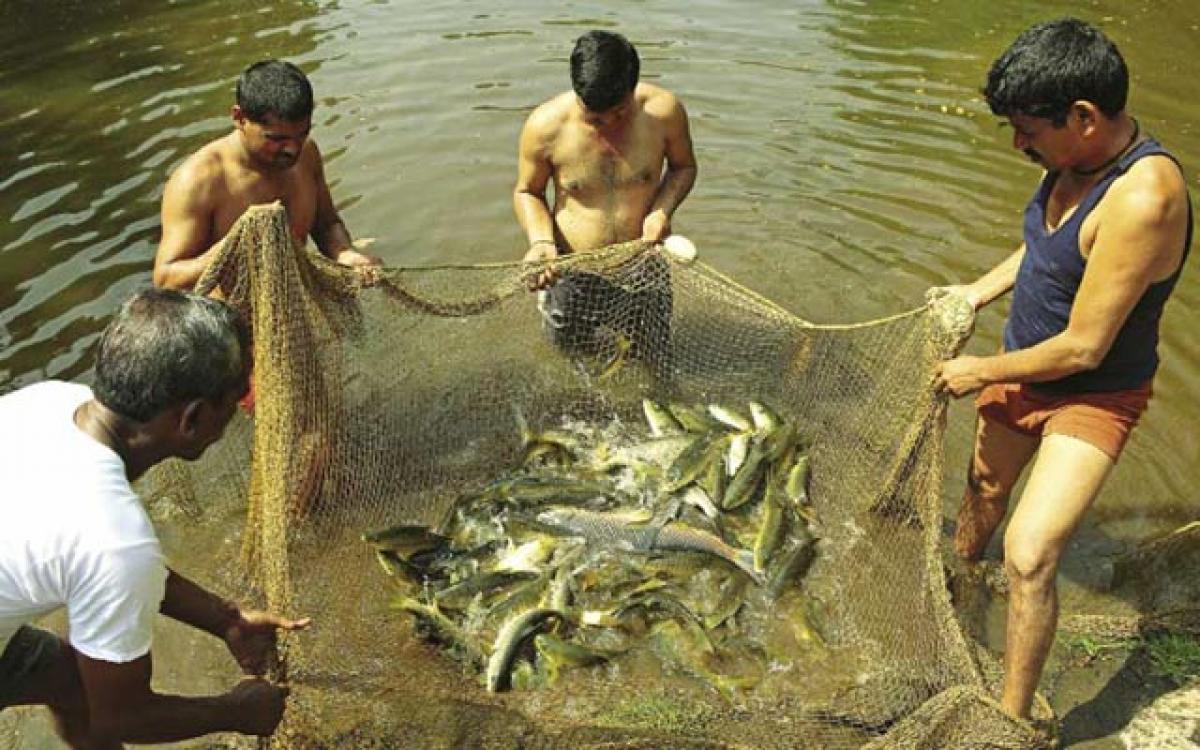 A first: Himachal breeds mahseer fish in hatchery