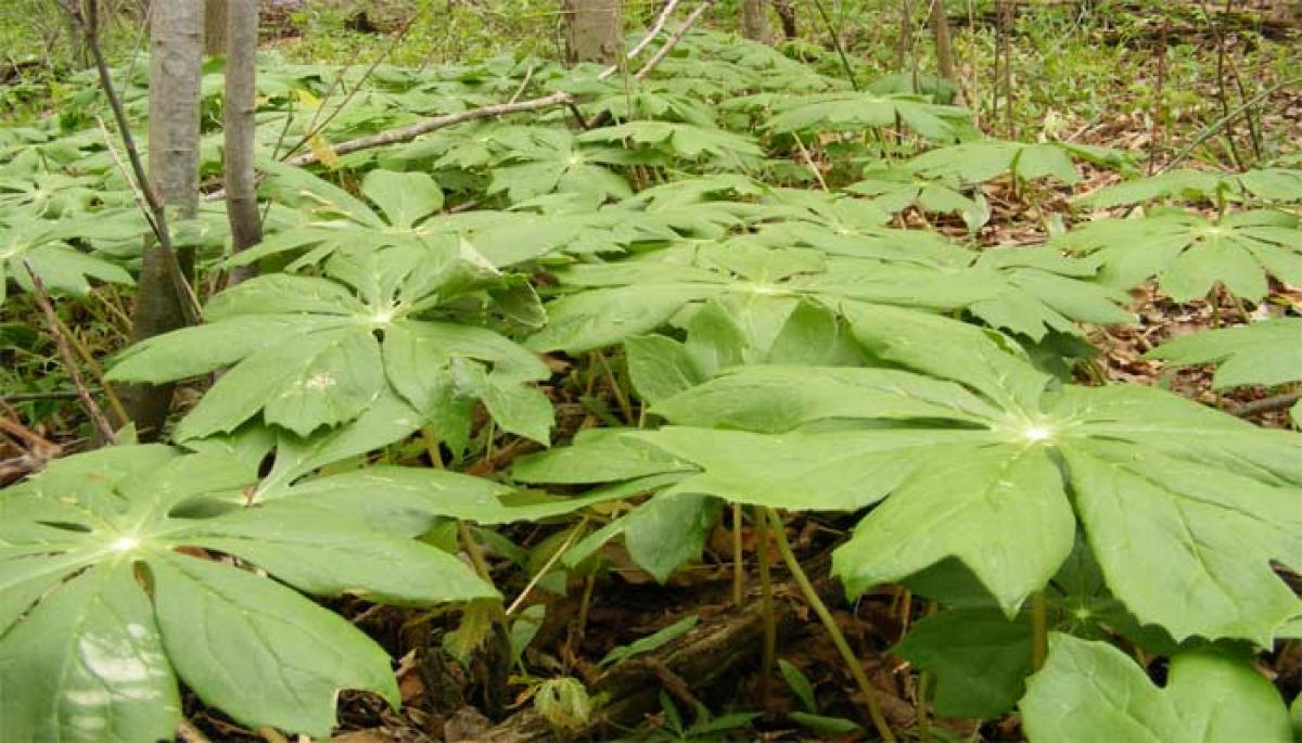 Etoposide produced in lab from rare plant