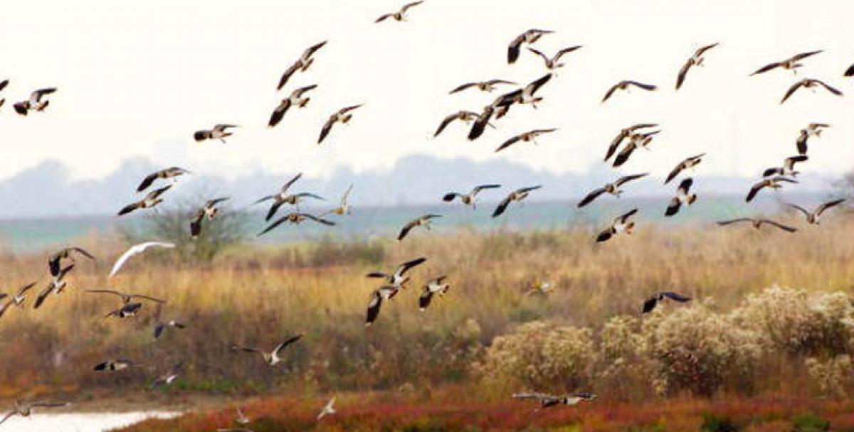 Migratory birds on a winter holiday to Kashmir