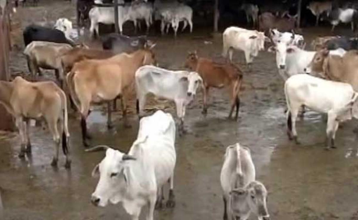 Declare Cow As National Animal, Says Jamiat Chief Maulana Syed Arshad Madani