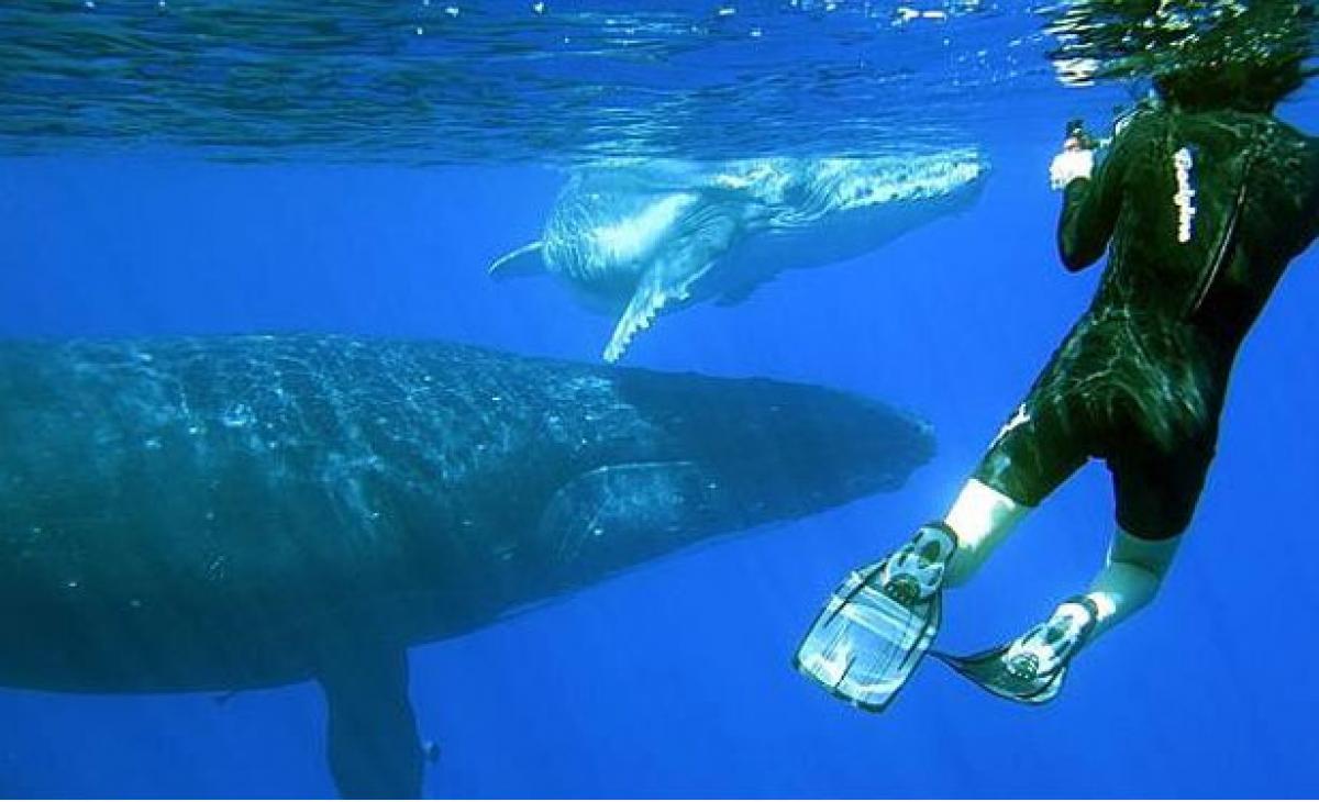 Australian tourists can now swim with humpback whales