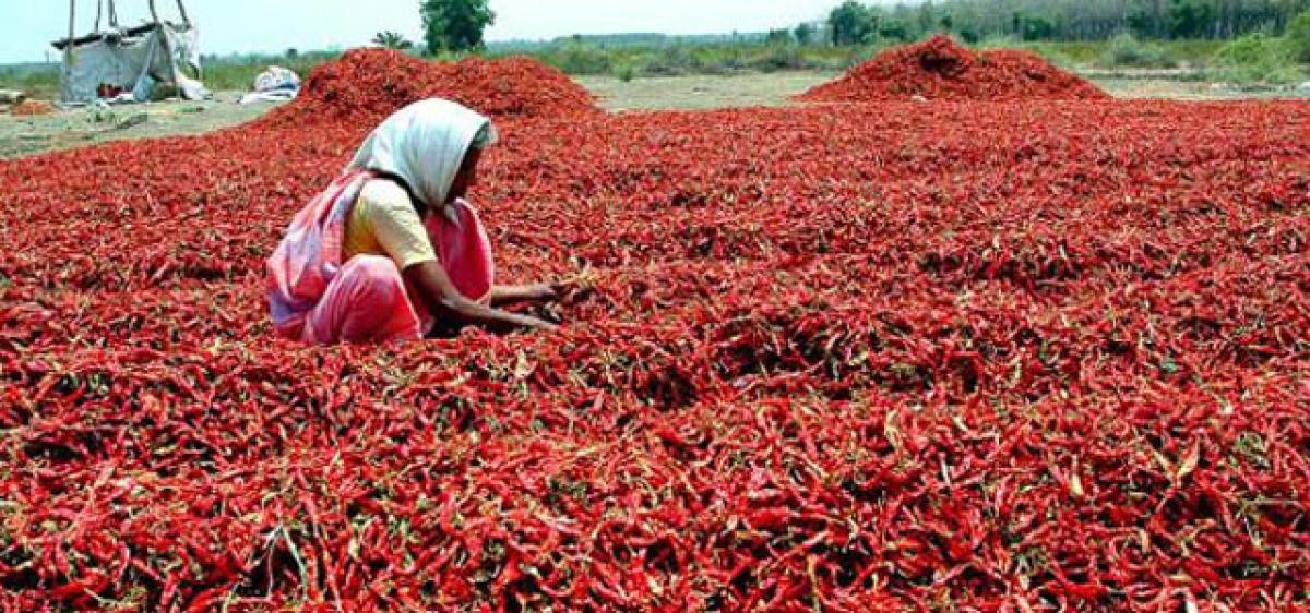 1,500 bonus from AP govt to chilli farmers