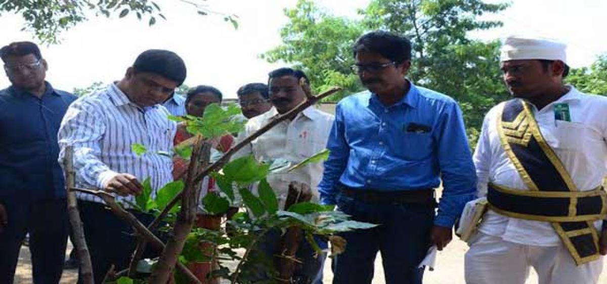 Green Day to protect Haritha Haram saplings in Suryapet