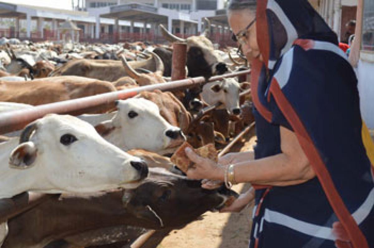 Devotees indulge in Gomata seva