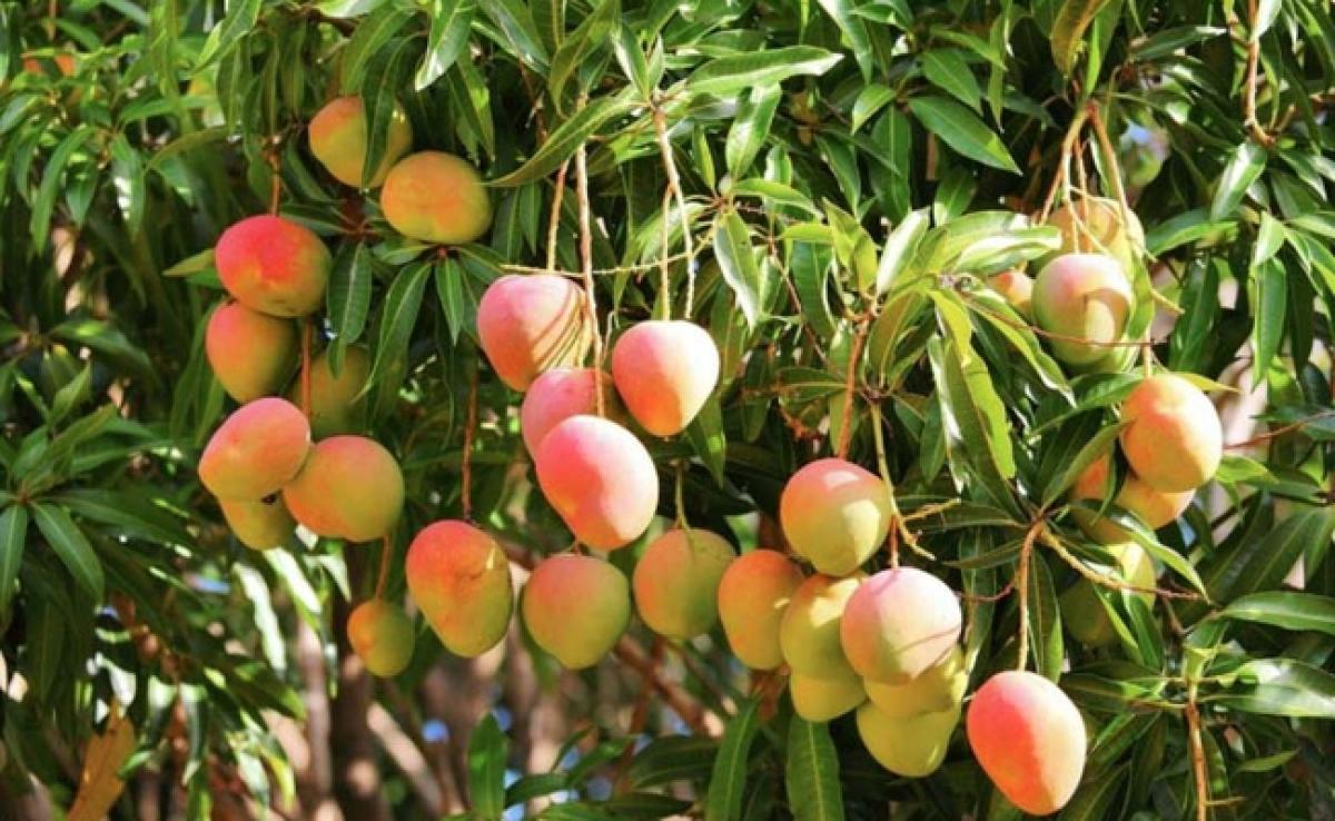 Mangoes May Be Out Of Reach Of Aam Aadmi This Year