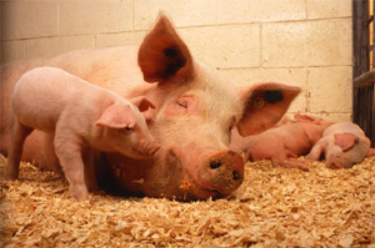 Pigs more intelligent than dogs, chimpanzees