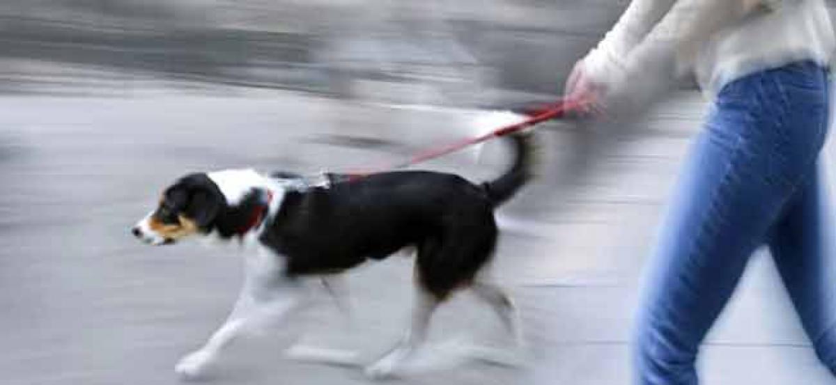 Why elderly people must take dog walking seriously