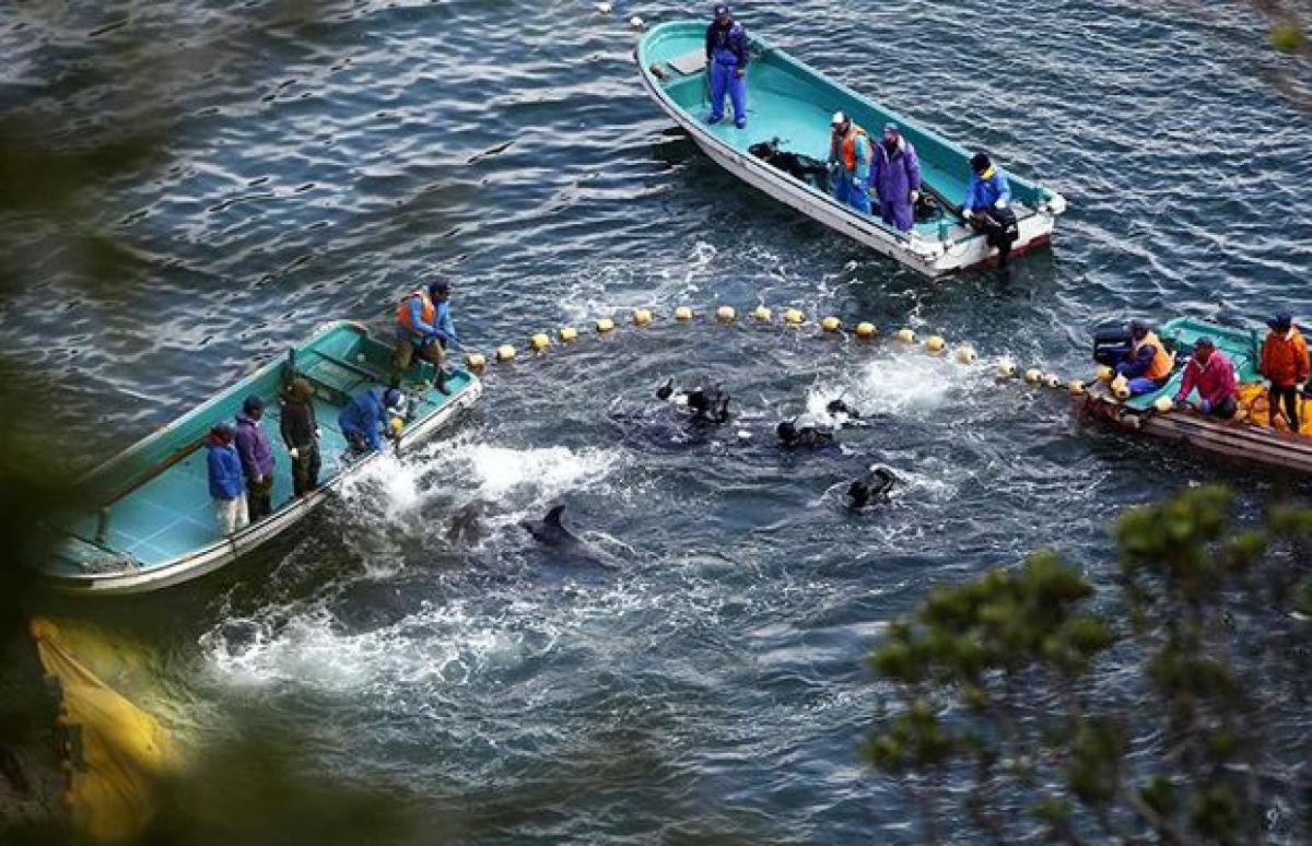 Japanese town kickstarts its controversial dolphin hunt
