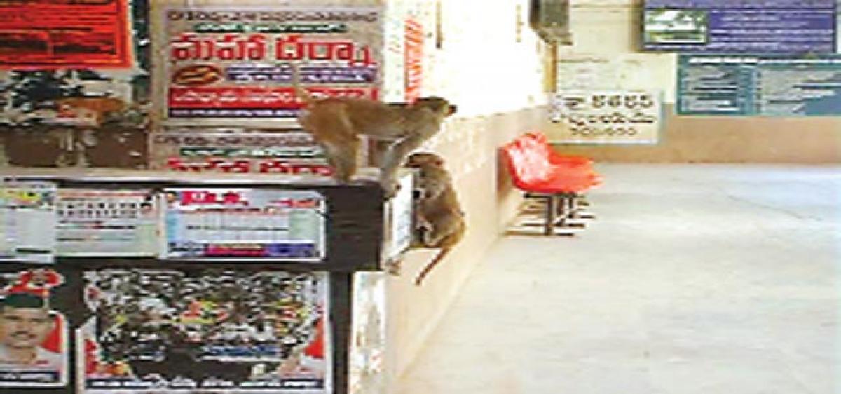Old Karimnagar Collectorate turns simians’ haven