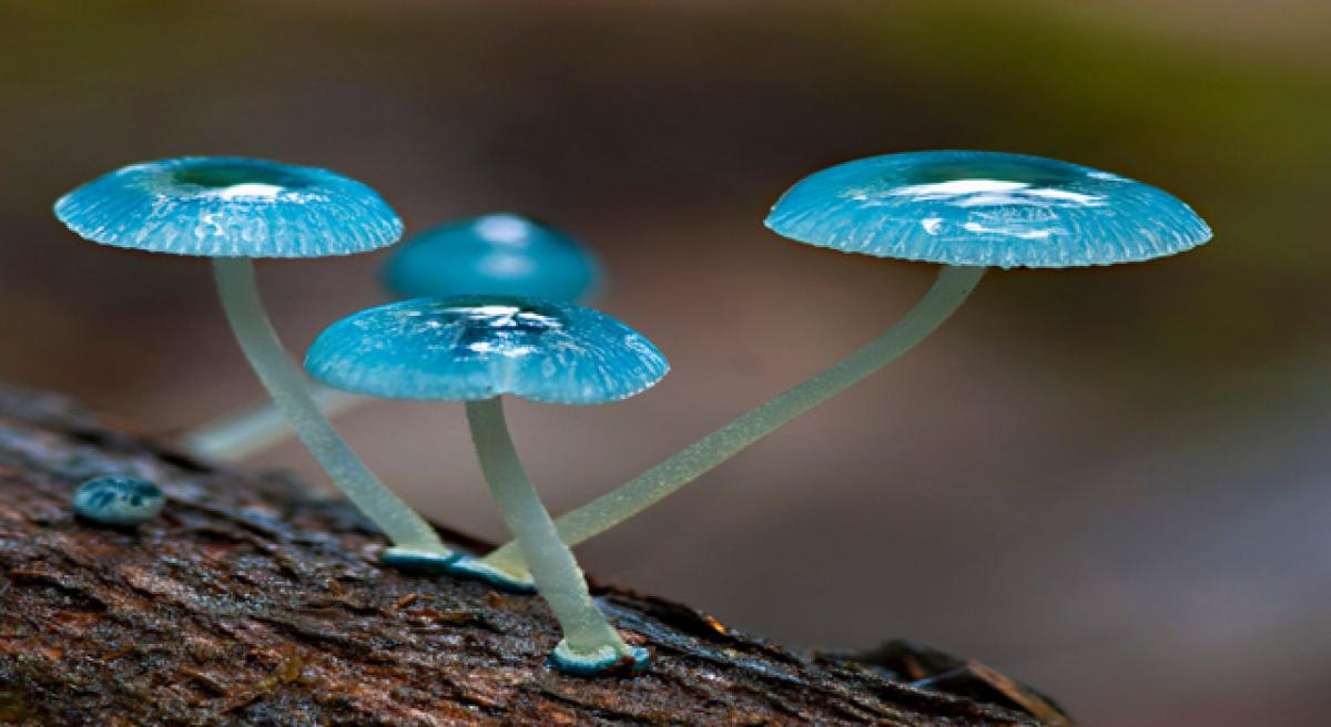 Fungi show green way to recycle batteries