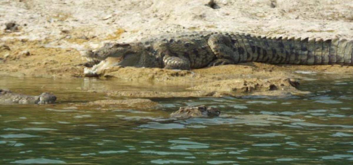 Sivvaram crocodile sanctuary as tourist spot