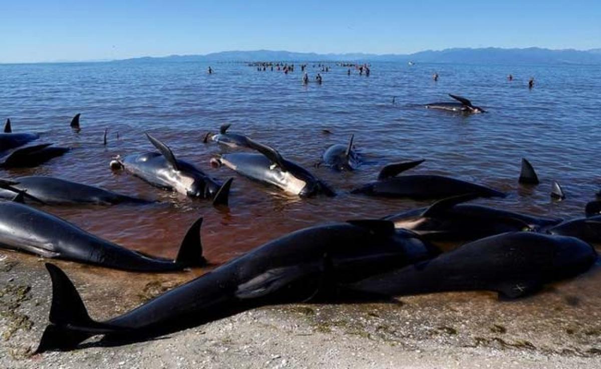 No Fresh Whale Strandings Seen In New Zealand