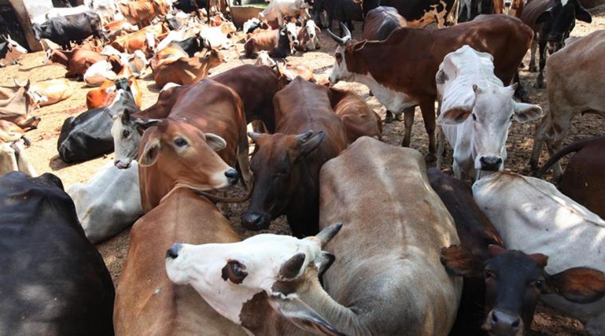 Centre wont impose restrictions on food choices:Home Minister on cattle sale ban