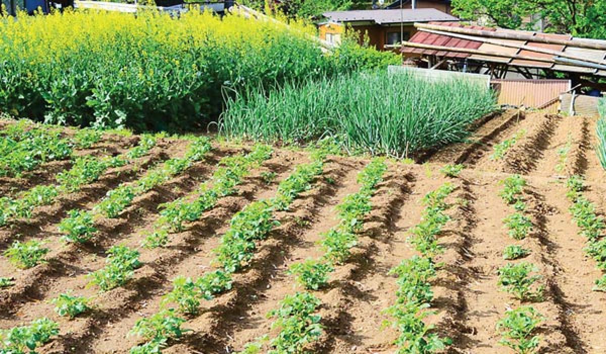 Kadiyam Nurseries to be developed as solar hub