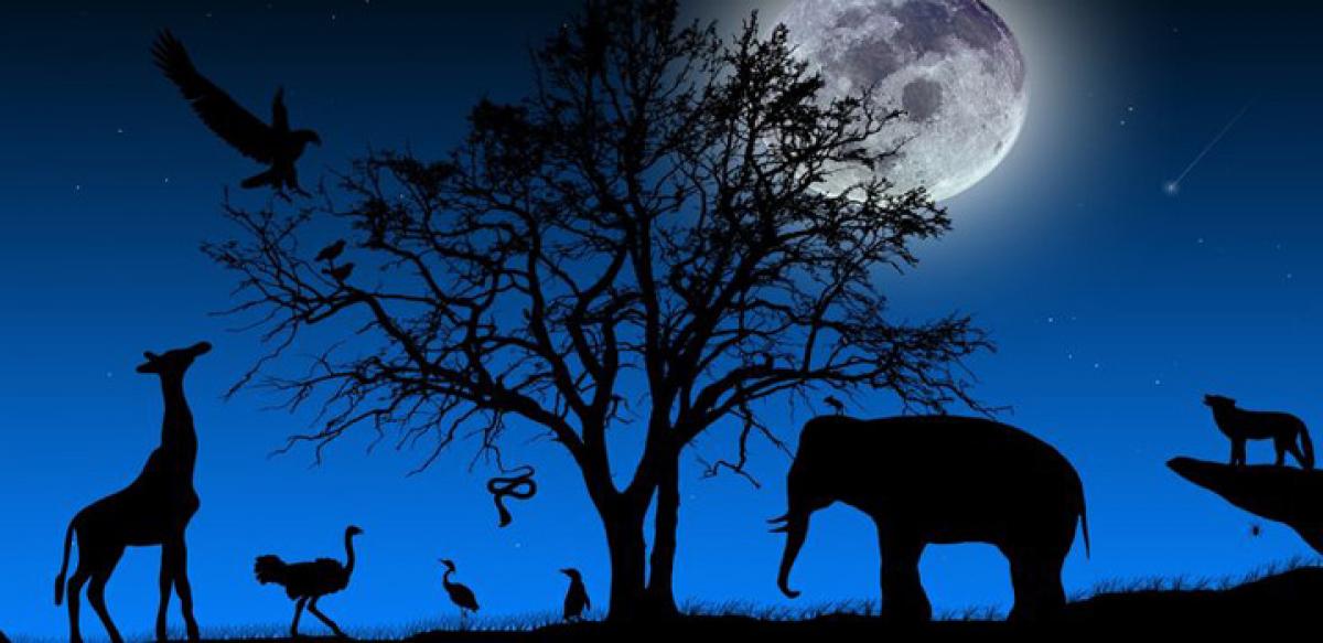 Here’s how animals find their way in the dark