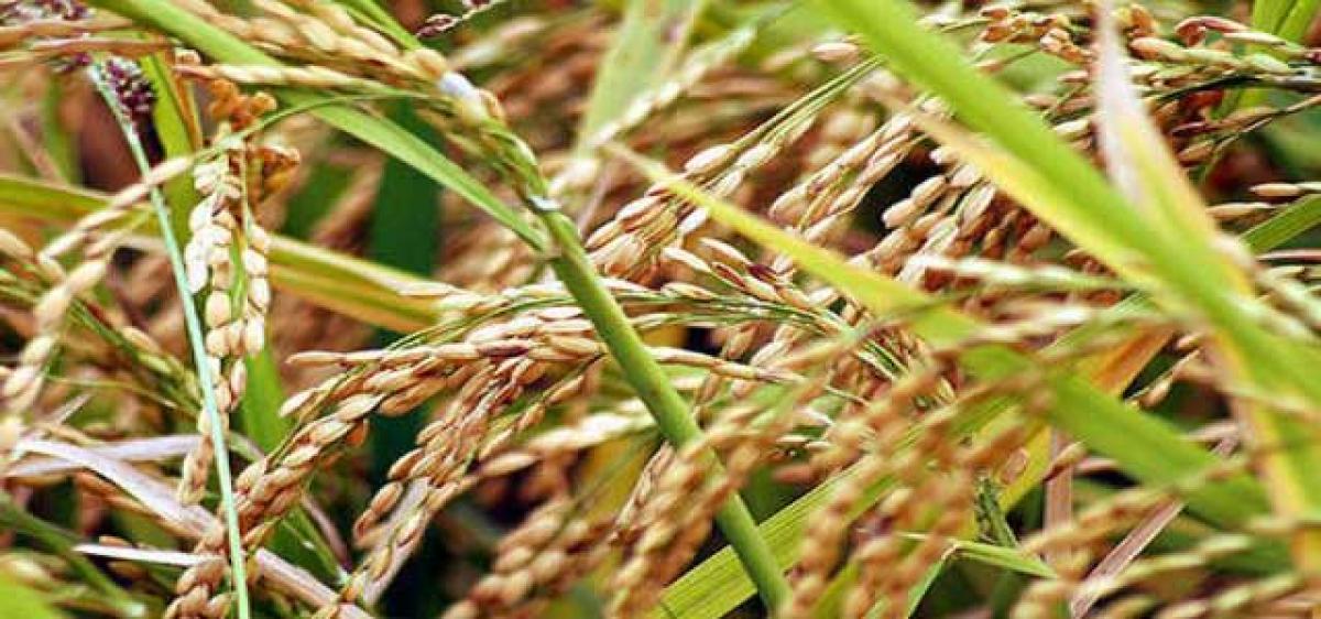 Meet on price policy for Kharif crops held in Hyderabad