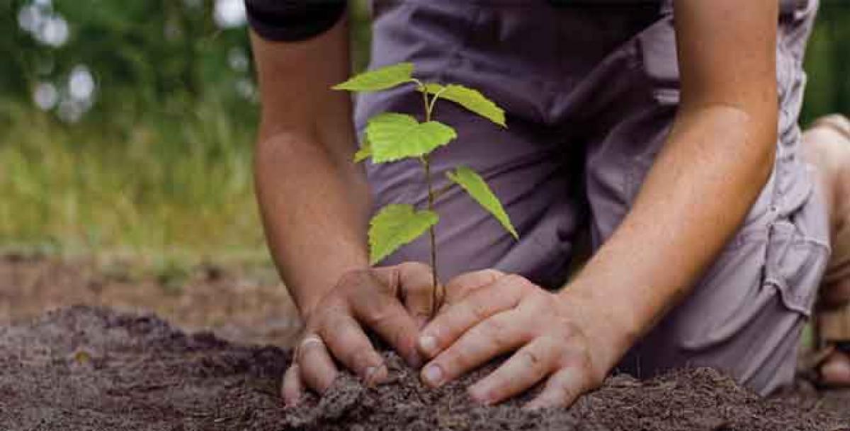 AP plans massive plantation drive, to plant 1 crore saplings