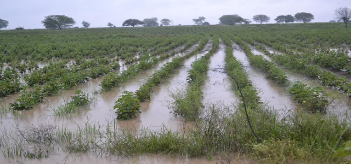 Rains damage crops in Medak