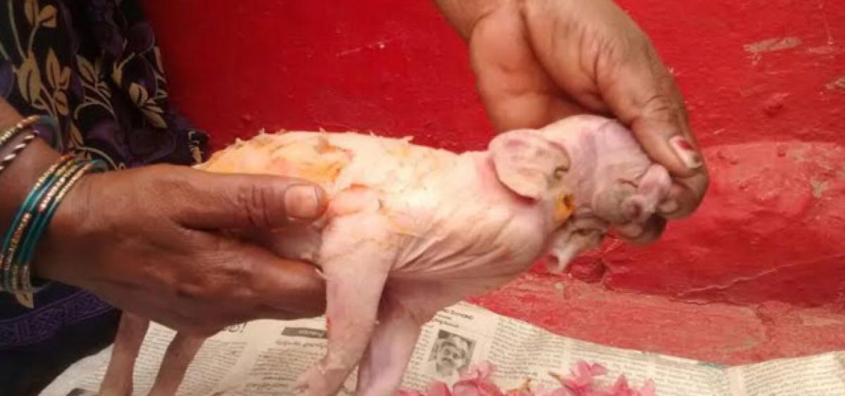 Swine delivers elephant-like piglet